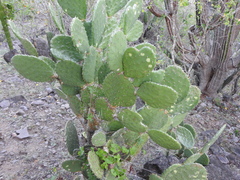 Opuntia monacantha