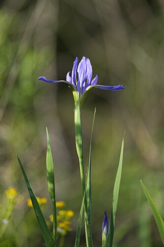 Giant blue iris