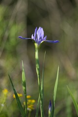 Iris giganticaerulea, photograph (c) Brandon Johnson, some rights reserved (CC BY)