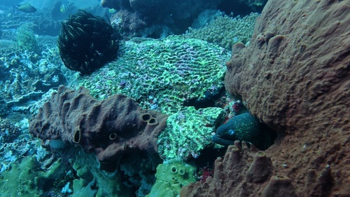 Photo of Yellow-margined Moray (Gymnothorax flavimarginatus)