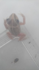 Ranoidea longipes