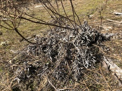 Eriogonum compositum