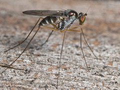 Arachnomyia