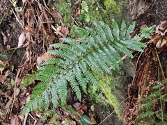 Polystichum