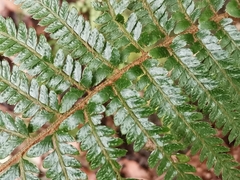 Polystichum