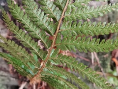Polystichum