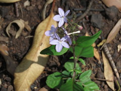 Pseuderanthemum variabile