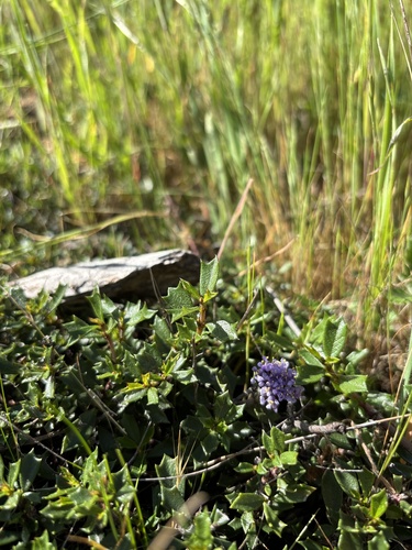 Rincon Ridge ceanothus (Ceanothus confusus)