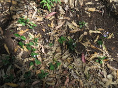 Pseuderanthemum variabile