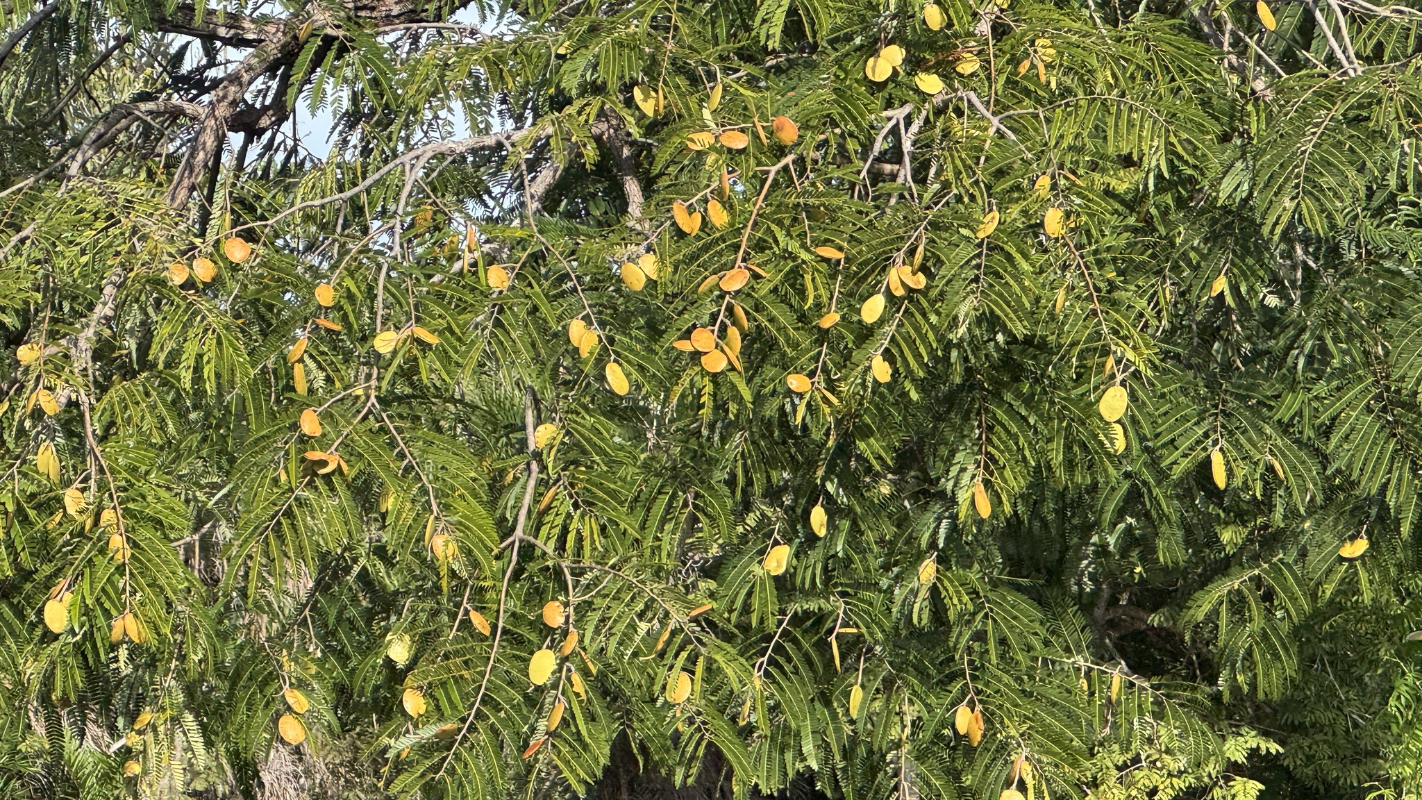 Macrolobium acaciifolium