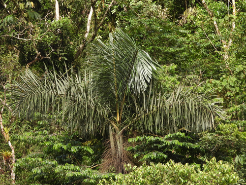 Dictyocaryum lamarckianum, photograph 5