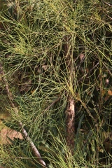 Allocasuarina fraseriana