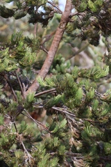 Adenanthos cygnorum