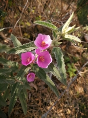 Sphaeralcea angustifolia