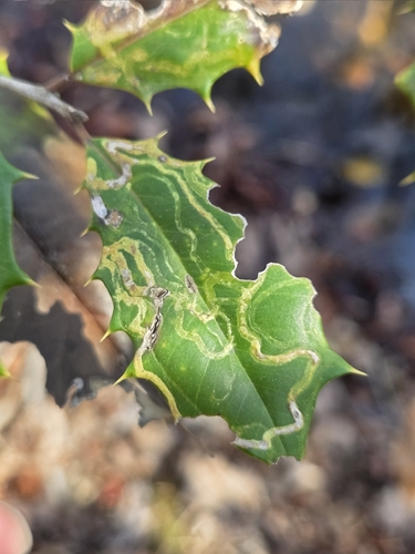 Unknown species found near Oldmans Township, NJ, USA