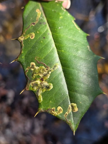 Unknown species found near Oldmans Township, NJ, USA