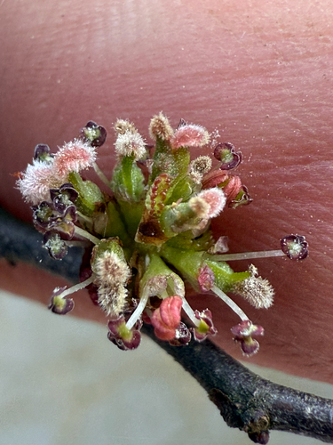 Planertree (Planera aquatica)