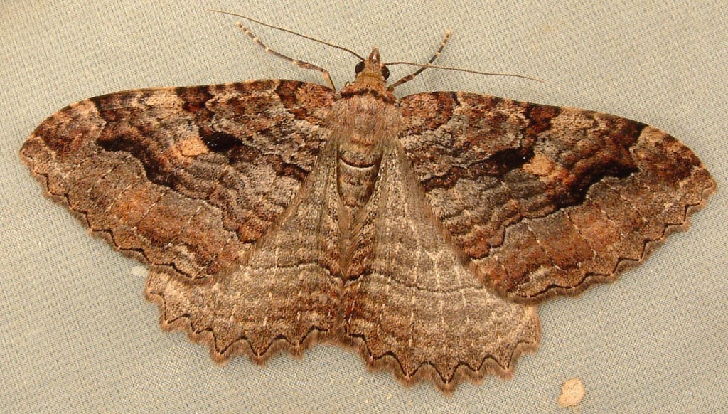 Tissue Moth