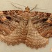 Tissue Moth - Photo (c) Dick, some rights reserved (CC BY-NC-SA)