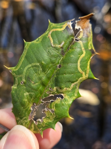 Unknown species found near Oldmans Township, NJ, USA