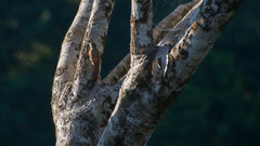 Lepidocolaptes souleyetii