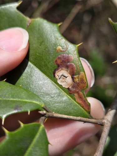 Unknown species found near Oldmans Township, NJ, USA