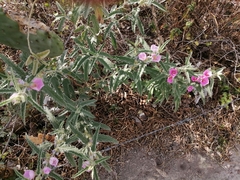 Sphaeralcea angustifolia