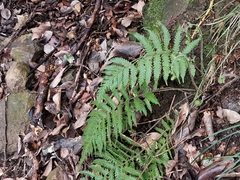 Leptogramma mollissima