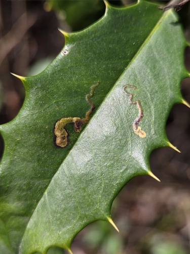 Unknown species found near Oldmans Township, NJ, USA