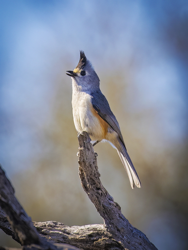 Black-crested Titmouse