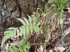 Leptogramma mollissima