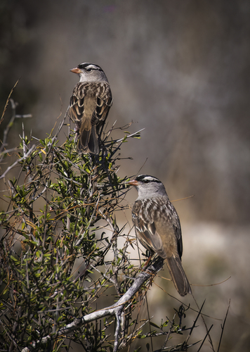 White-crowned Sparrow