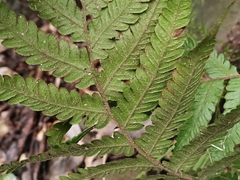 Leptogramma mollissima