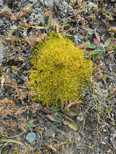 Scleranthus uniflorus, photograph 6