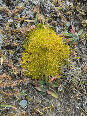 Scleranthus uniflorus, photograph (c) Cara-Lisa Schloots, some rights reserved (CC BY)