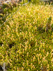 (c) Cara-Lisa Schloots, some rights reserved (CC BY) Scleranthus uniflorus, photograph (c) Cara-Lisa Schloots, some rights reserved (CC BY)