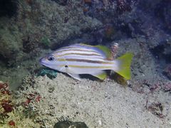 Lutjanus carponotatus