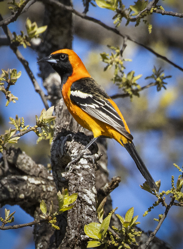 Hooded Oriole