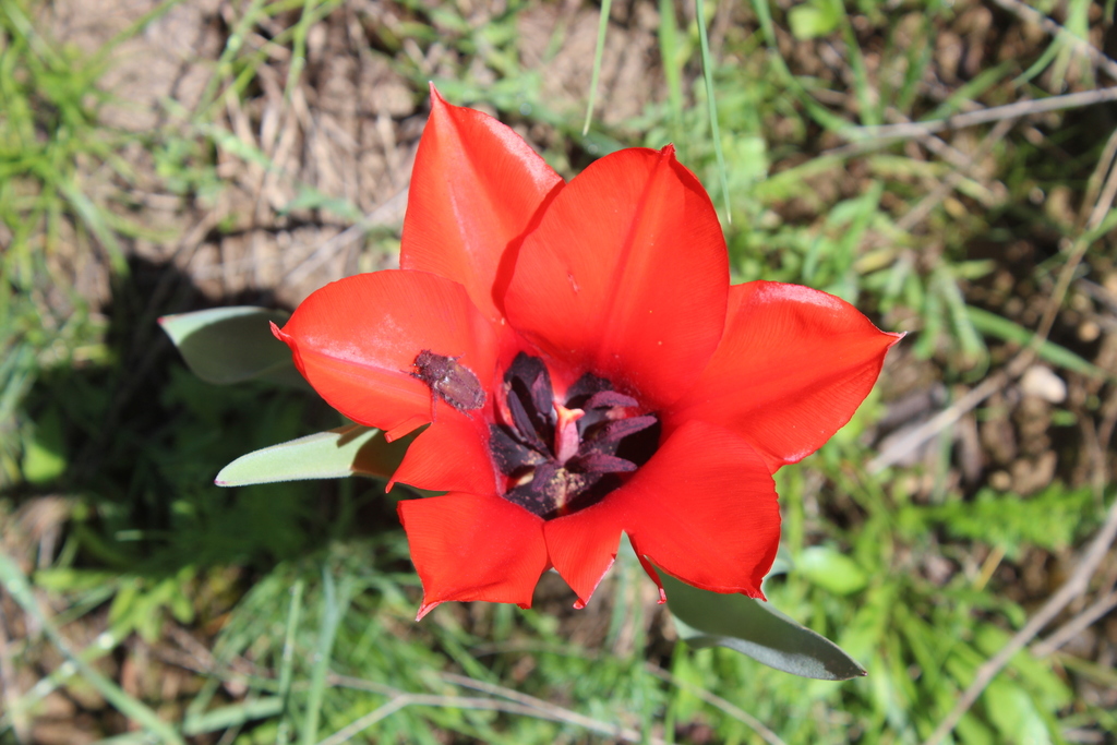 Tulipa ingens