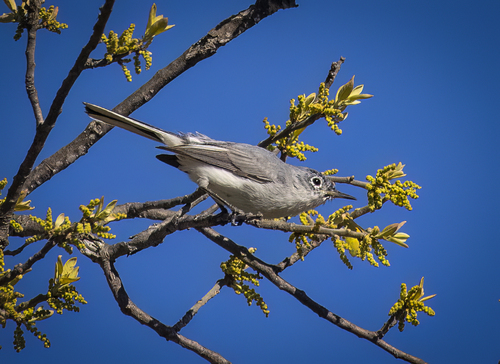 Blue-gray Gnatcatcher
