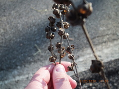 Dasistoma macrophylla