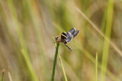 Zenithoptera viola