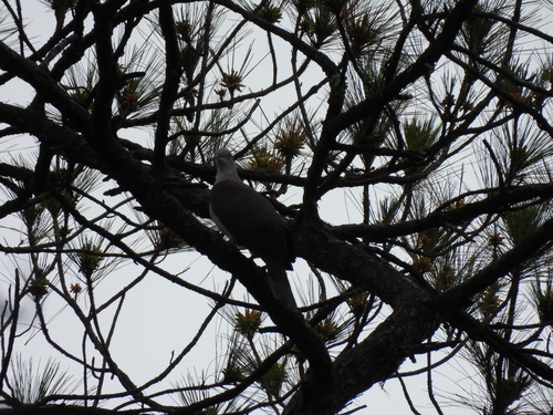 Mountain Imperial Pigeon (Ducula badia), photo 3