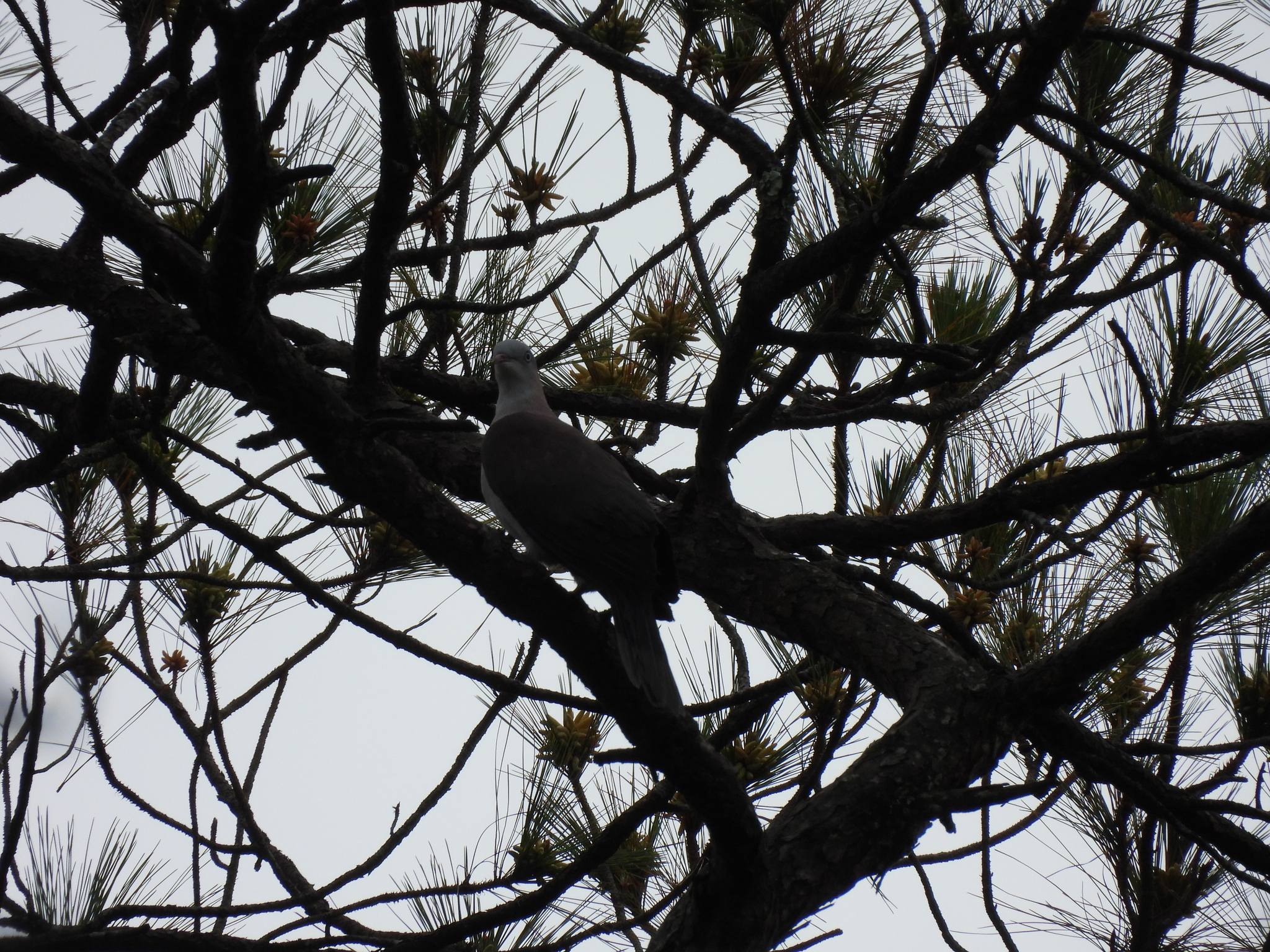 Mountain Imperial Pigeon (Ducula badia), photo 3