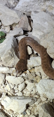 Iberian False Smooth Snake