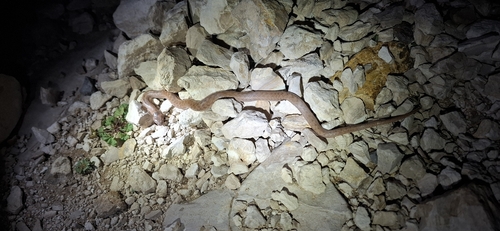 Iberian False Smooth Snake