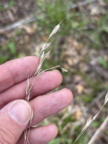 Hairy Woodland Brome (Bromus pubescens)