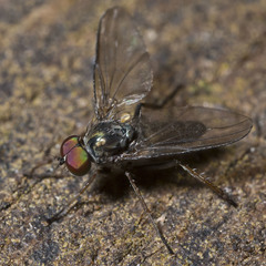 Diaphorus