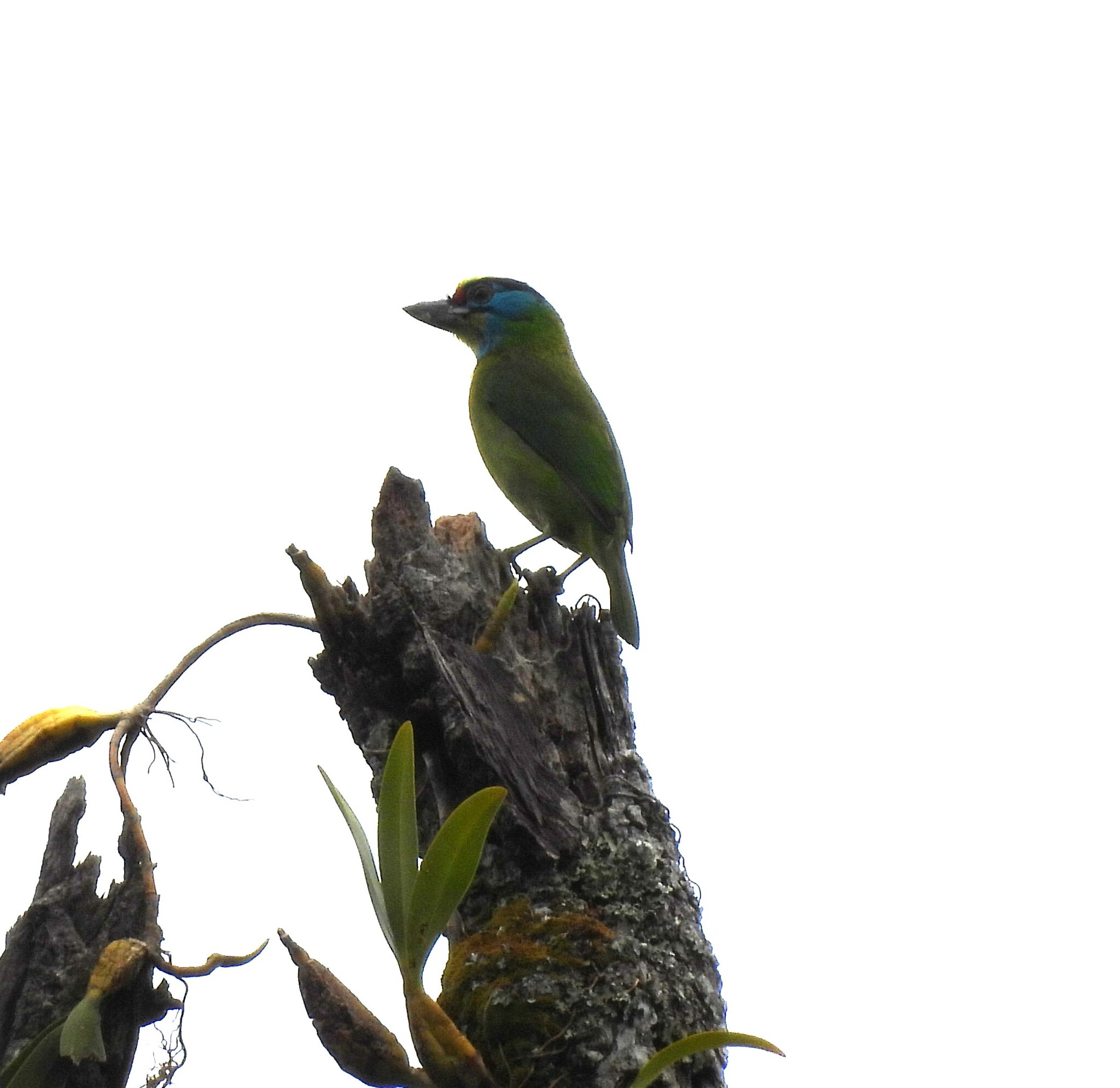 Indochinese Barbet (Psilopogon annamensis), photo 10