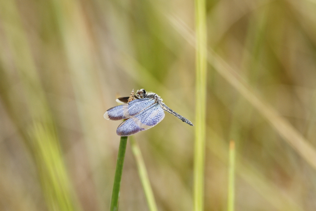 Zenithoptera viola